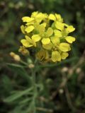 Alyssum iljinskae