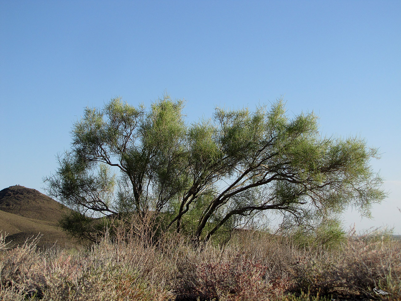 Image of Haloxylon aphyllum specimen.