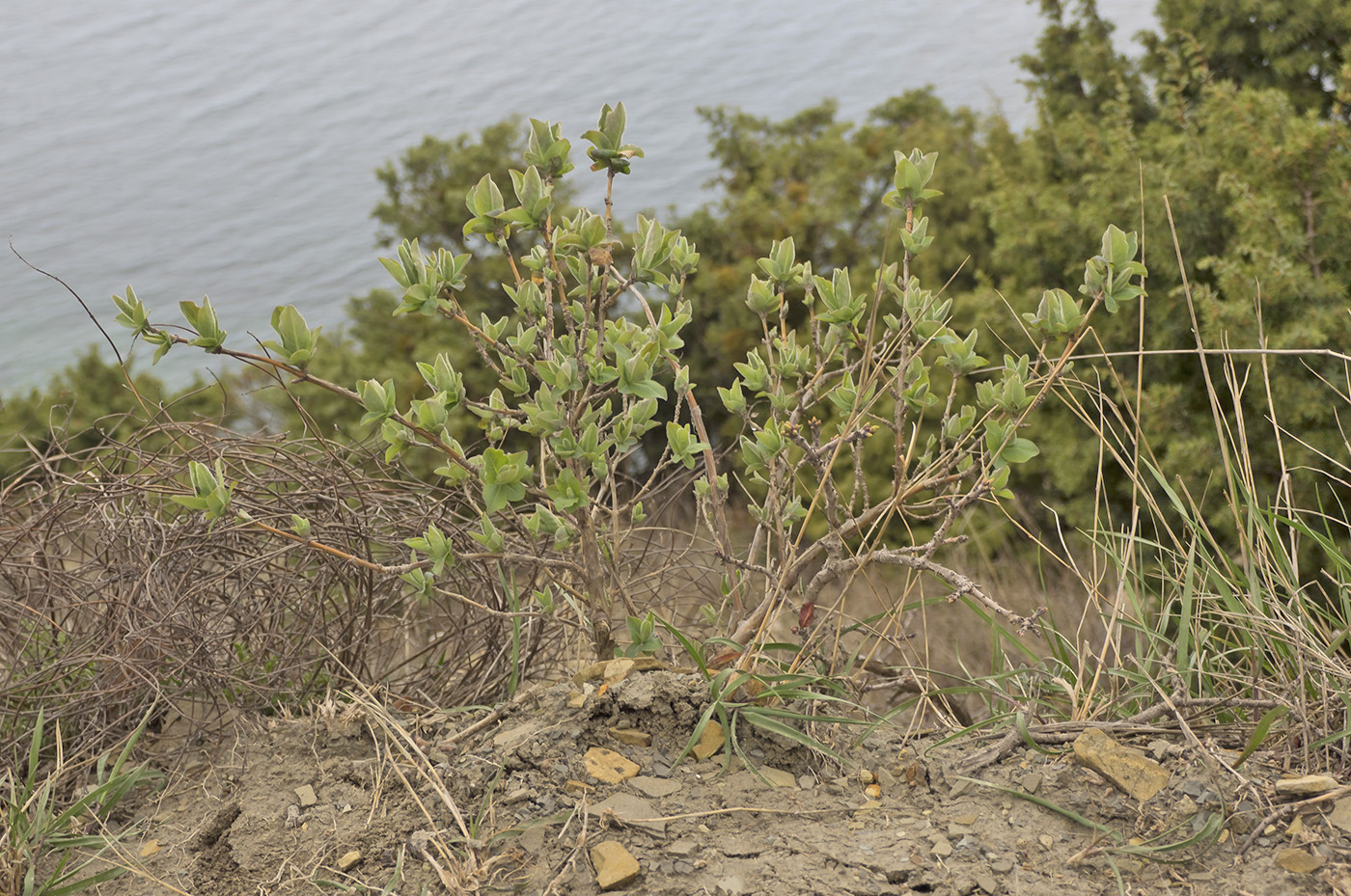 Image of Lonicera etrusca specimen.