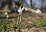 Galanthus plicatus. Цветущие растения (видна характерная складчатость листьев, за которую вид получил своё название). Краснодарский край, м/о г. Новороссийск, окр. пос. Глебовка, вершина горы Глебовка, ≈ 470 м н.у.м., грабово-дубовый лес с примесью Juniperus deltoides. 04.02.2019.