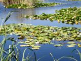 Nymphaea alba