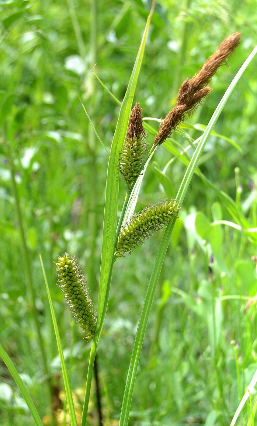 Image of Carex riparia specimen.