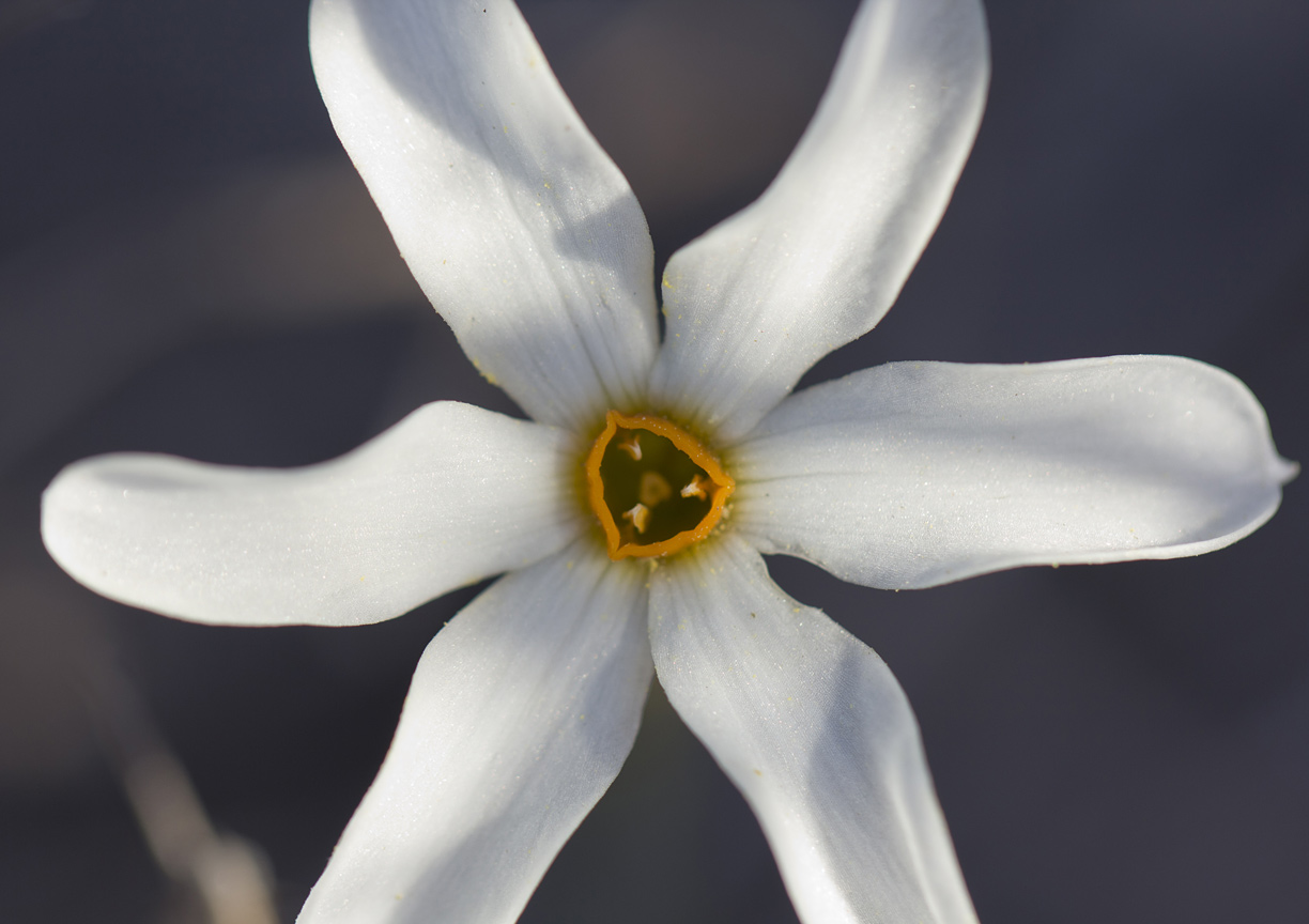 Изображение особи Narcissus obsoletus.