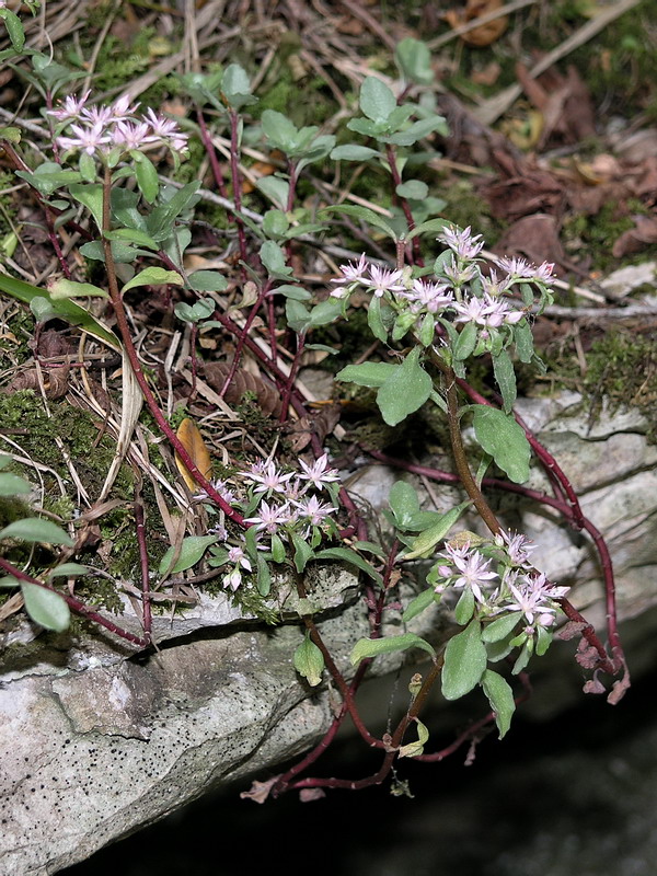 Image of Sedum stoloniferum specimen.