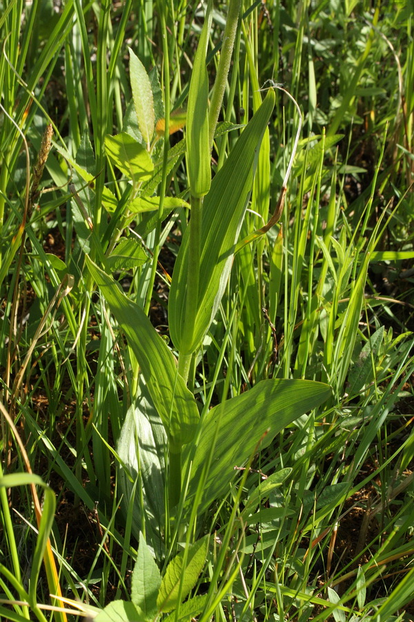 Изображение особи Epipactis palustris.