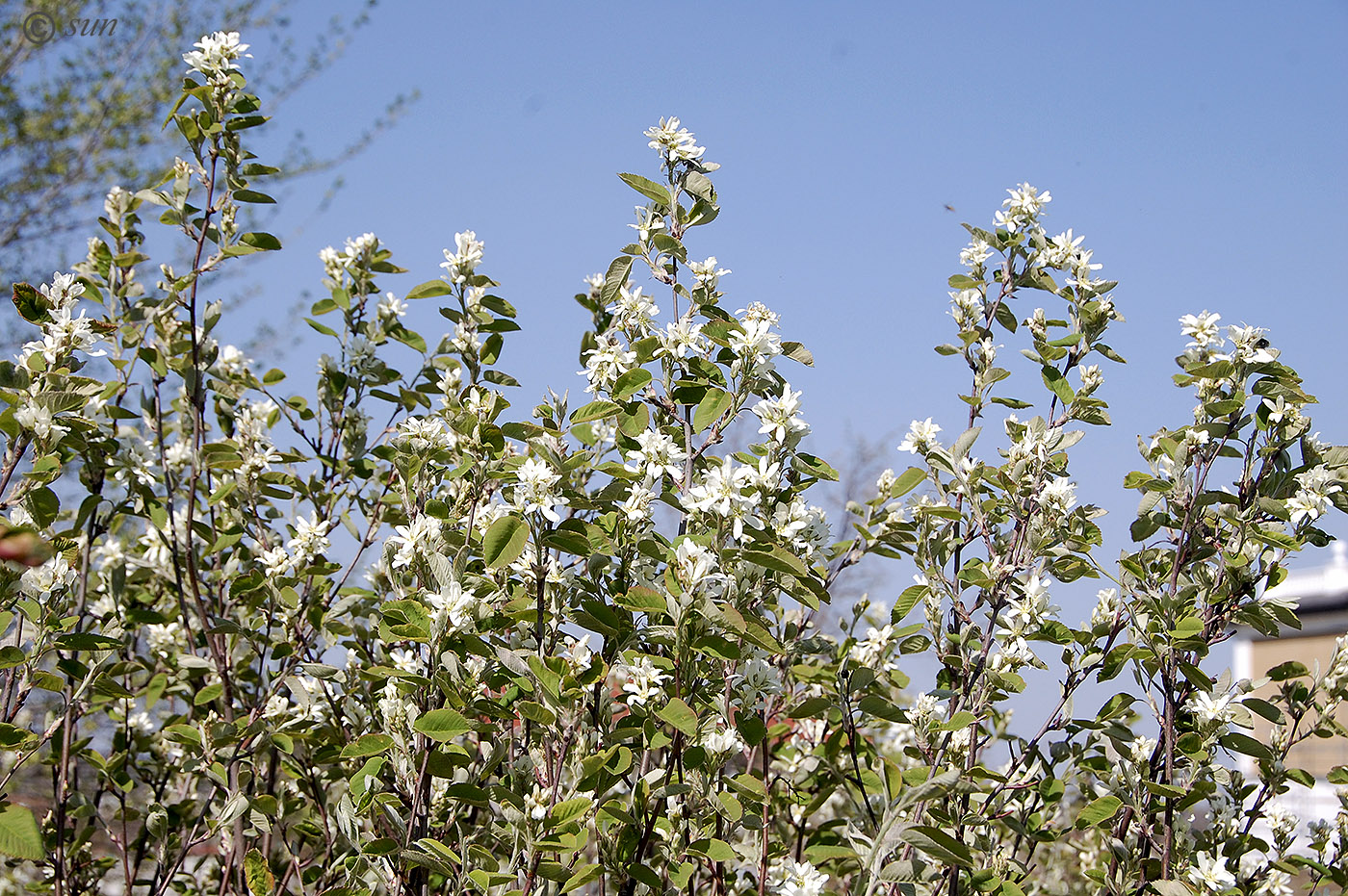 Изображение особи Amelanchier spicata.