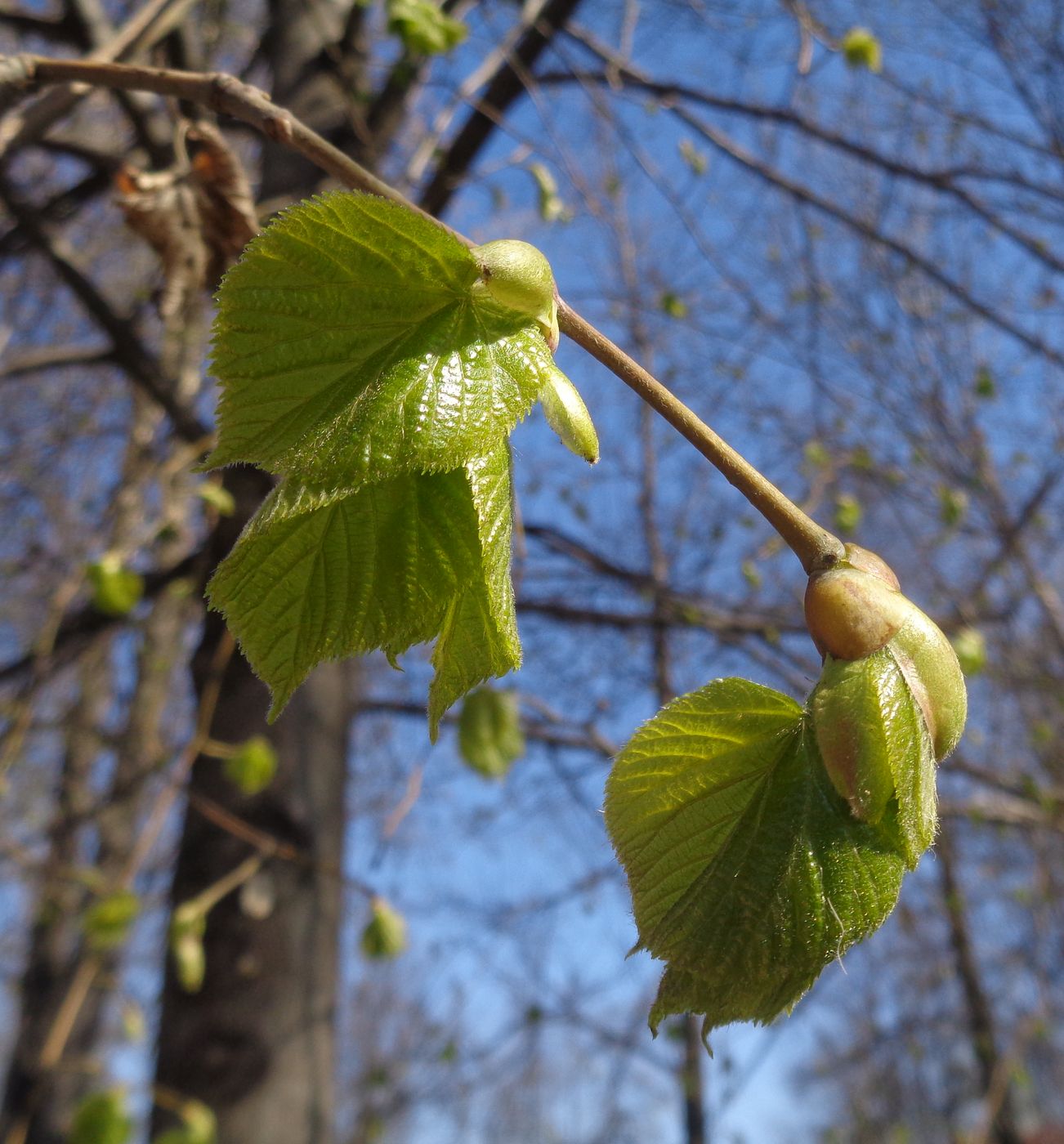 Image of genus Tilia specimen.