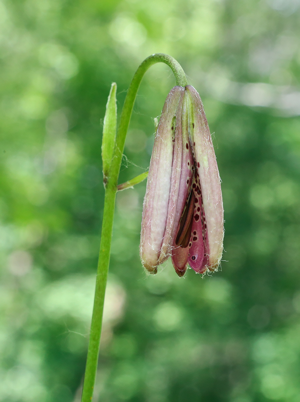 Image of Lilium pilosiusculum specimen.