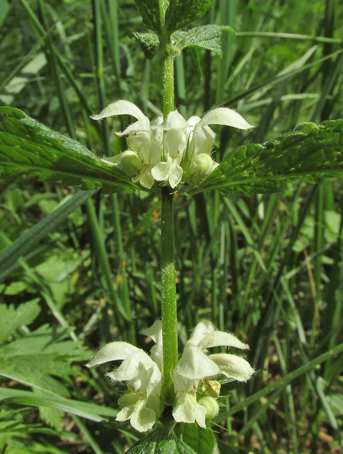 Image of Lamium album specimen.