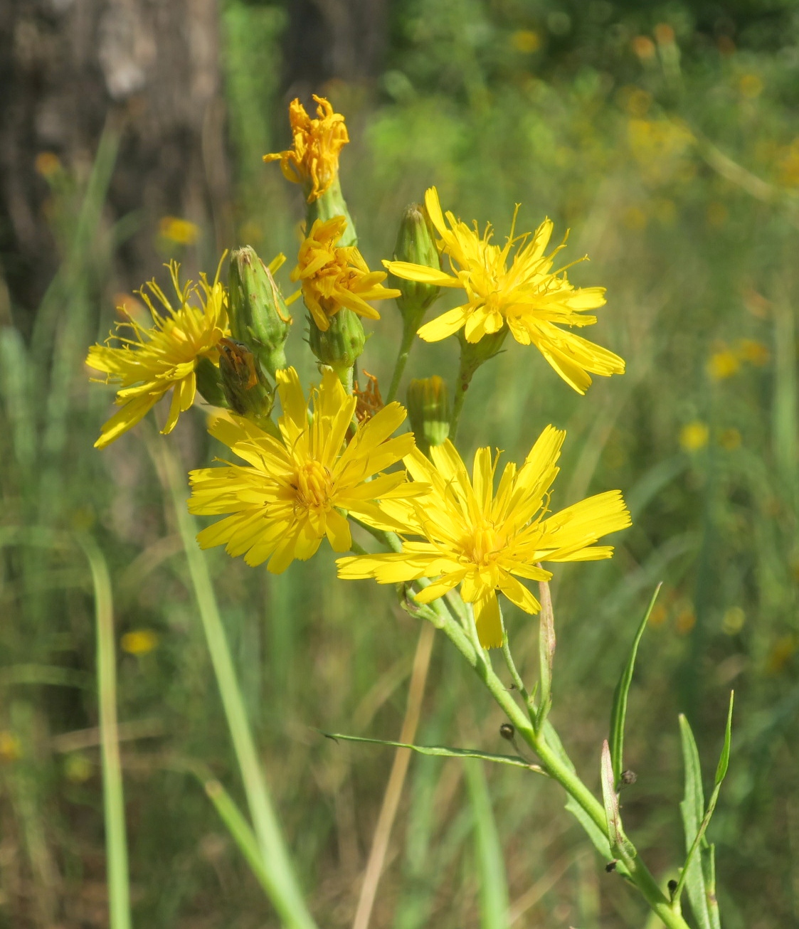 Изображение особи Hieracium filifolium.