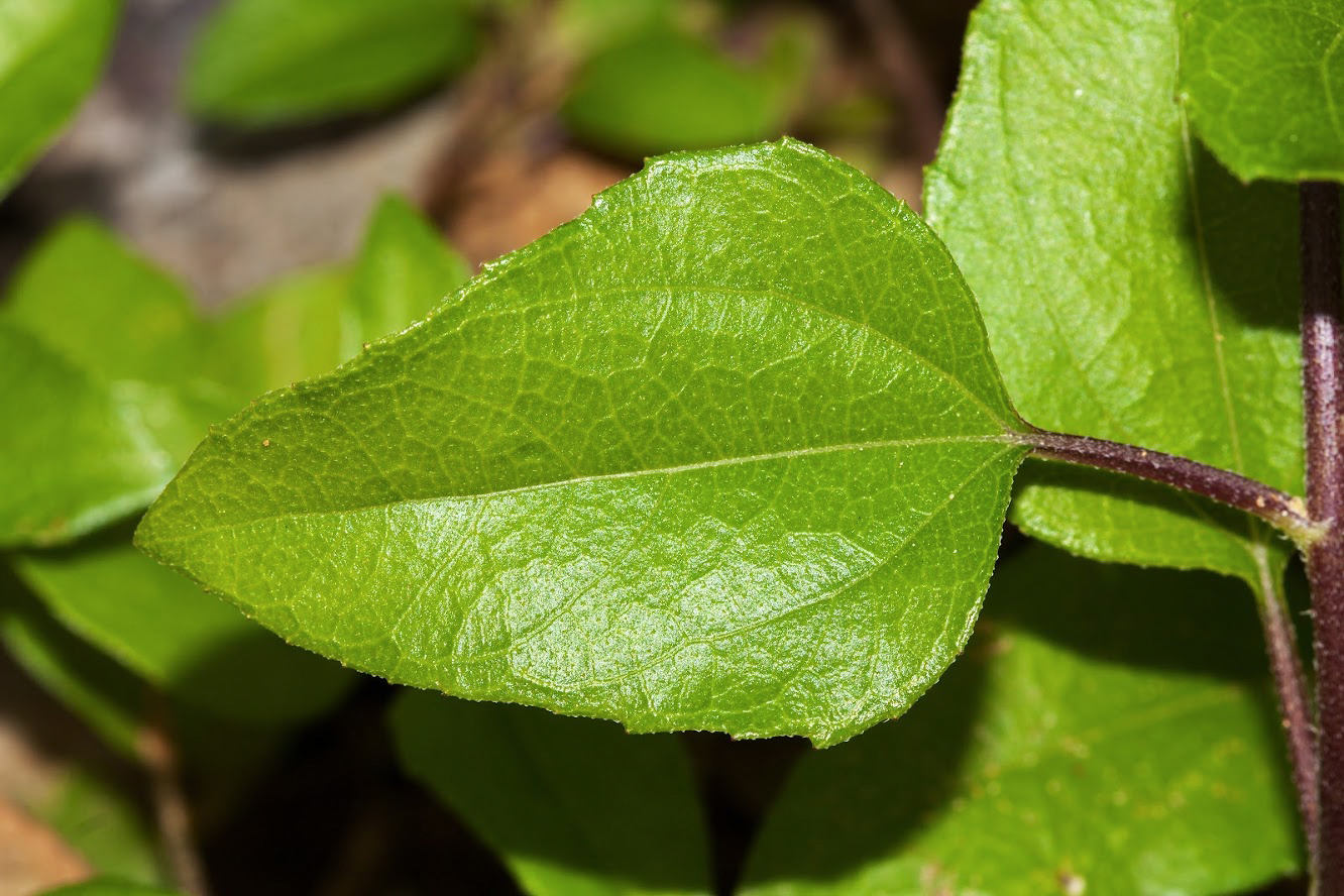 Image of Helianthus debilis specimen.