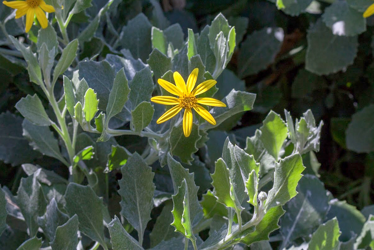 Изображение особи Chrysanthemoides monilifera.