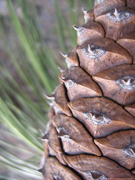 Image of Pinus ponderosa specimen.