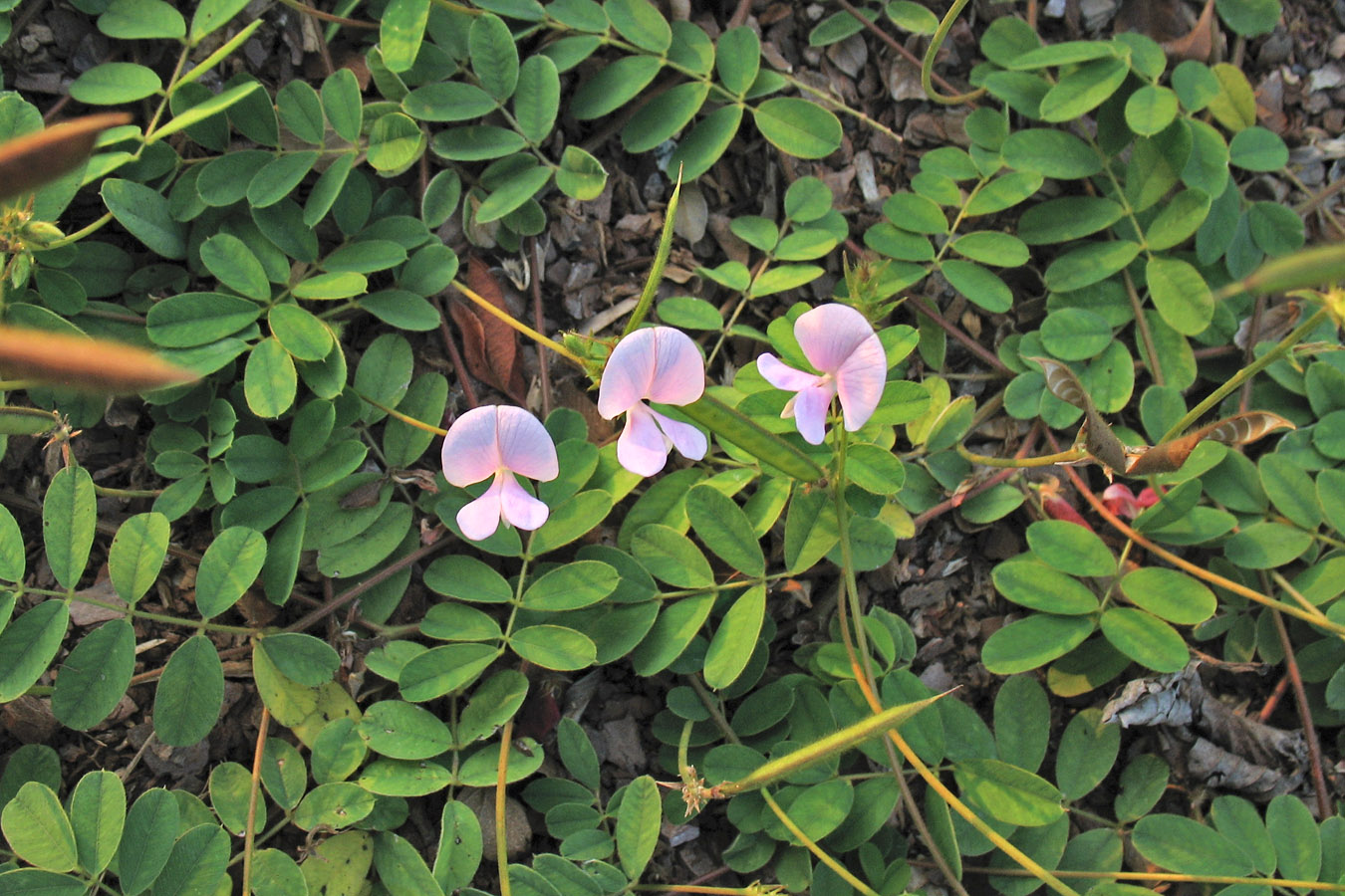 Изображение особи Tephrosia spicata.