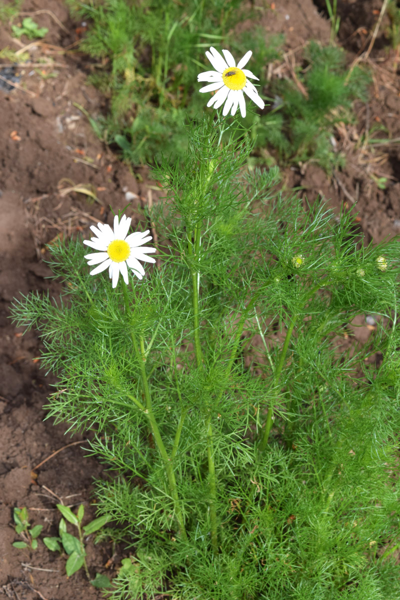 Image of Tripleurospermum inodorum specimen.