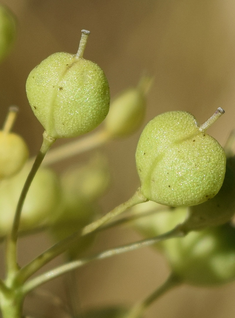 Изображение особи Cardaria repens.