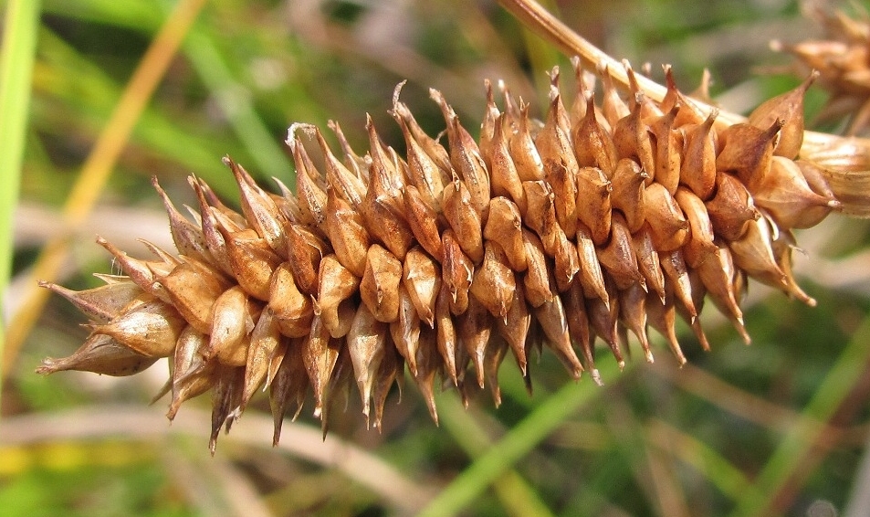 Image of Carex rostrata specimen.