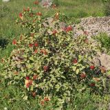 Viburnum lantana