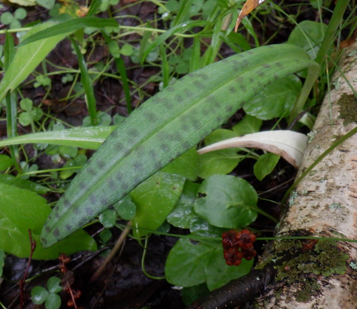 Изображение особи Dactylorhiza fuchsii.