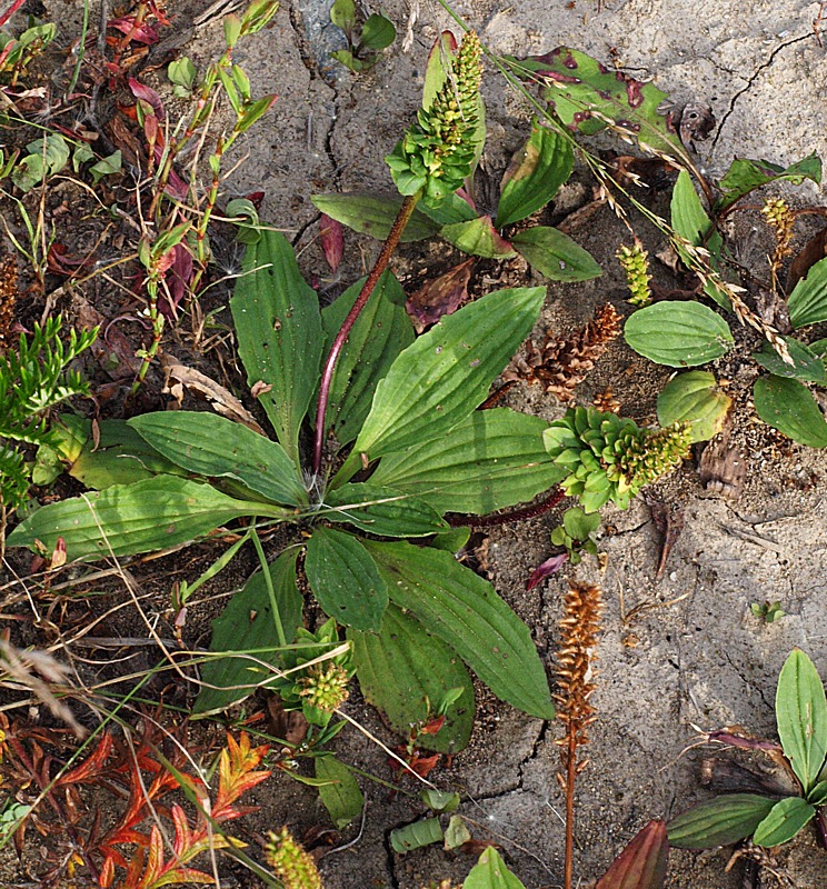 Изображение особи род Plantago.