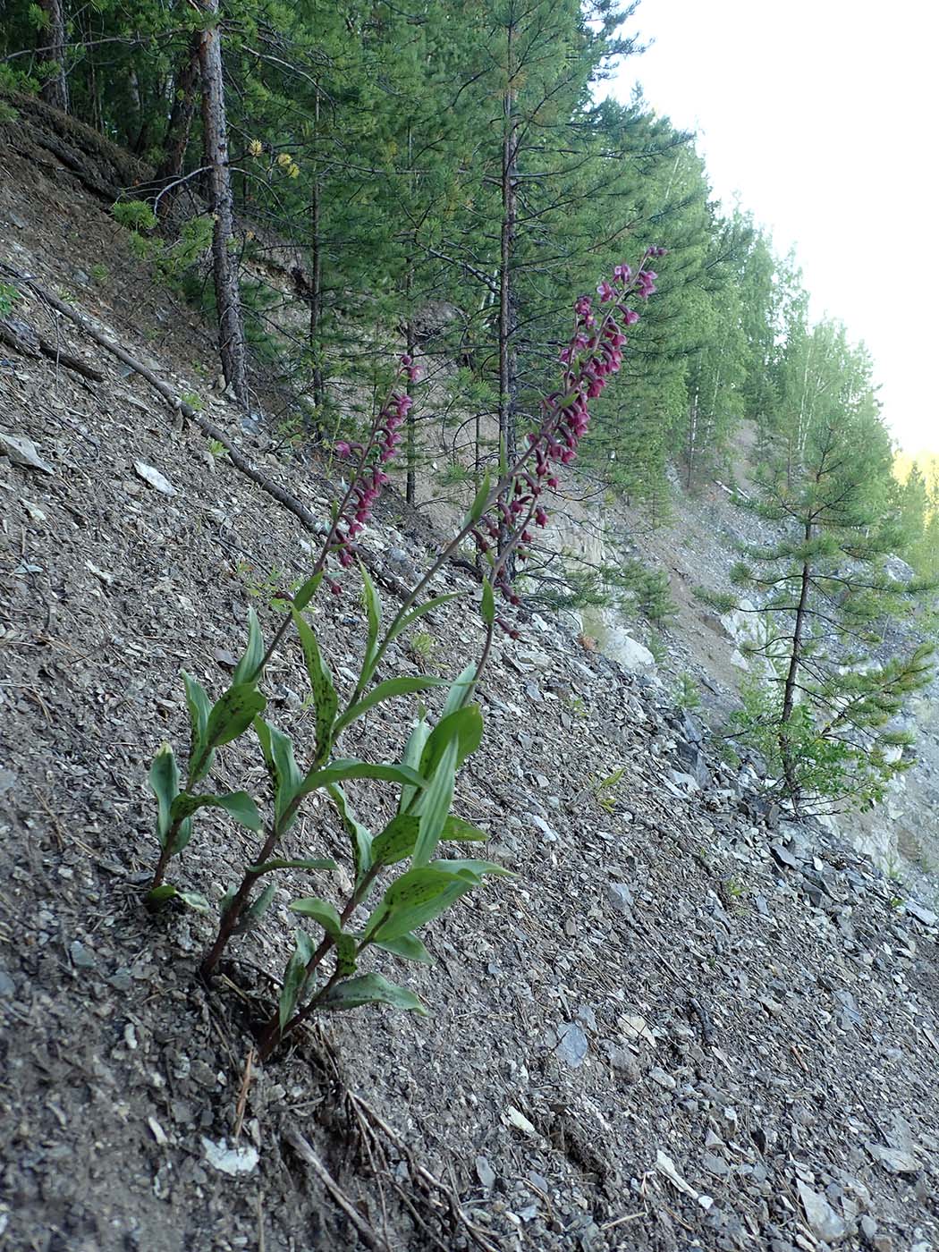 Image of Epipactis atrorubens specimen.