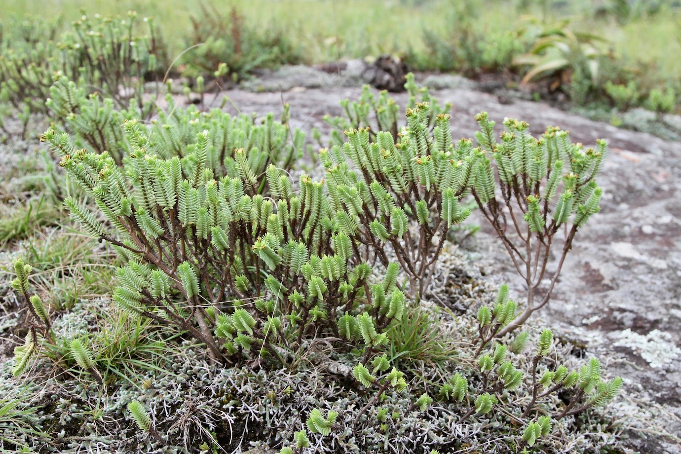 Image of Crassula ericoides specimen.