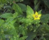 genus Lysimachia. Цветущие и плодоносящие верхушки побегов. Санкт-Петербург, Ботанический сад БИН РАН, обочина дорожки перед зданием по адресу ул. Профессора Попова, 2Б; под пологом деревьев, в культуре. 11.09.2020.