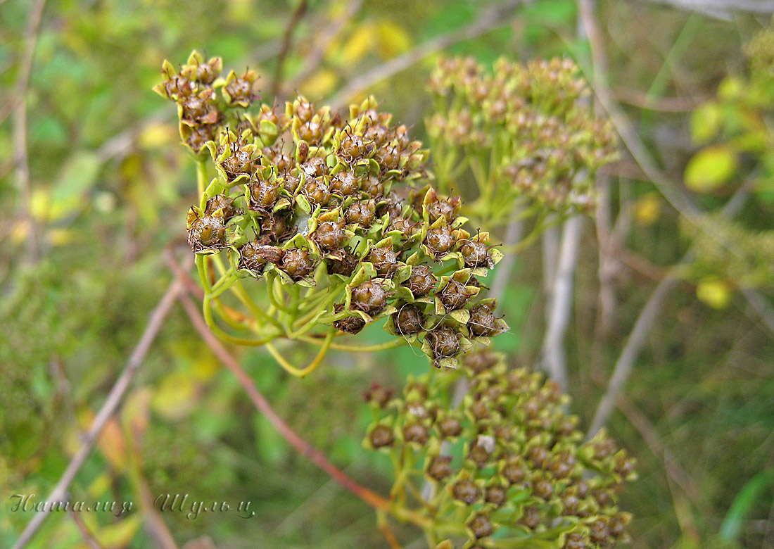 Image of Spiraea trichocarpa specimen.