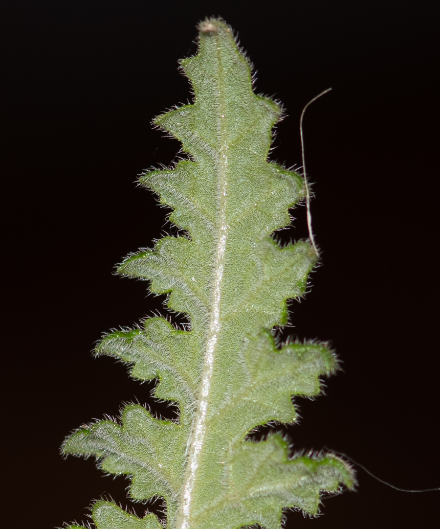 Изображение особи Caiophora cirsiifolia.