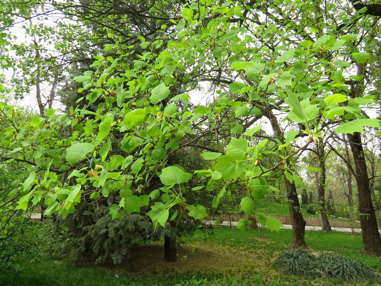 Image of Liriodendron tulipifera specimen.