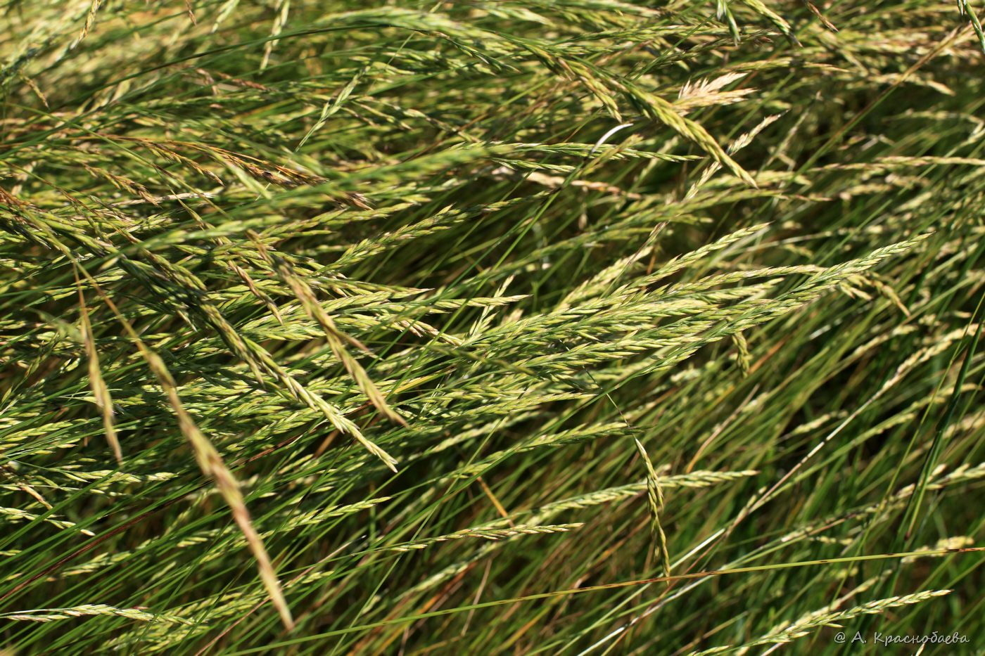 Image of Festuca pratensis specimen.