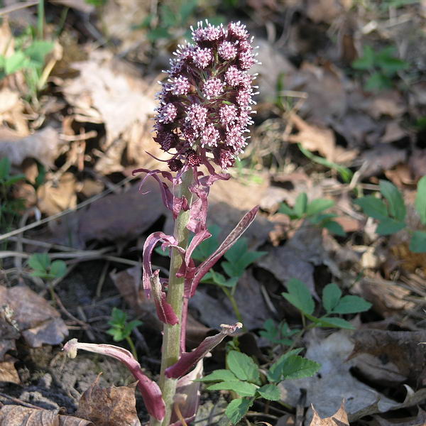 Image of Petasites hybridus specimen.