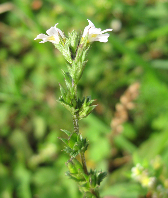 Image of Euphrasia parviflora specimen.