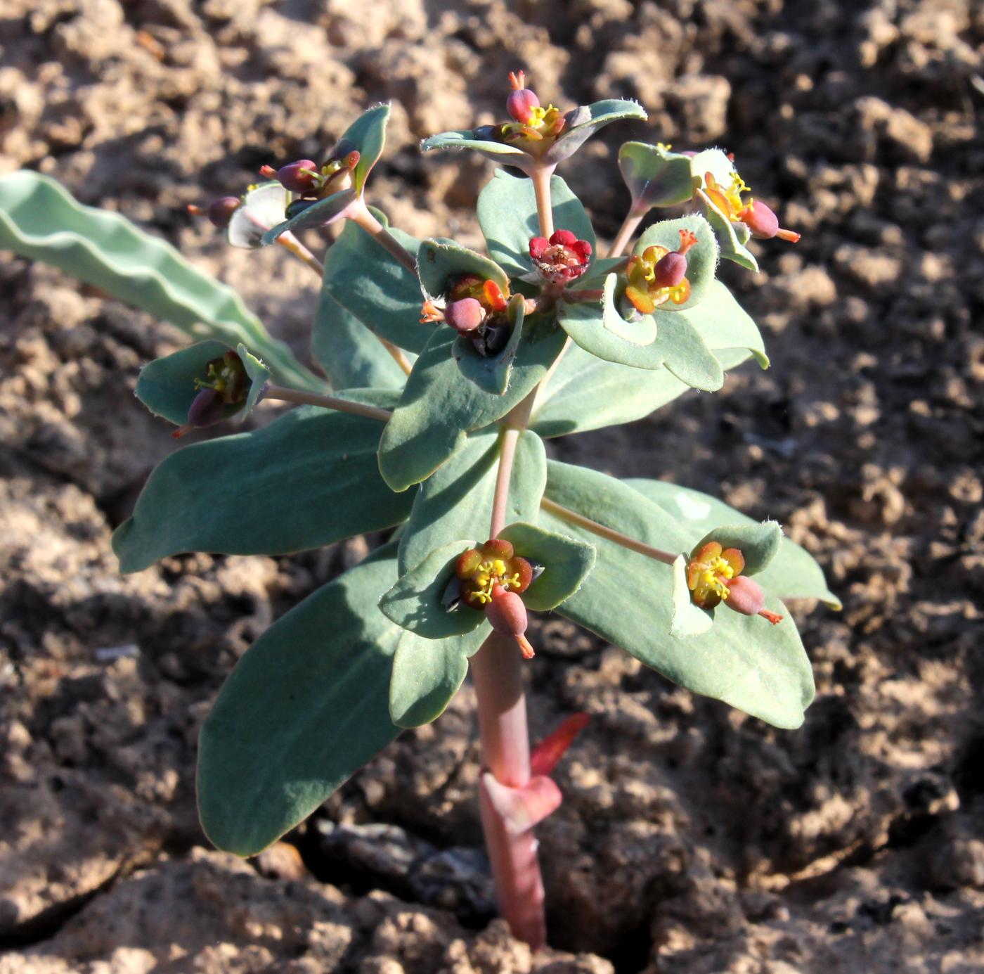 Изображение особи Euphorbia rapulum.