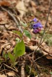 Pulmonaria obscura