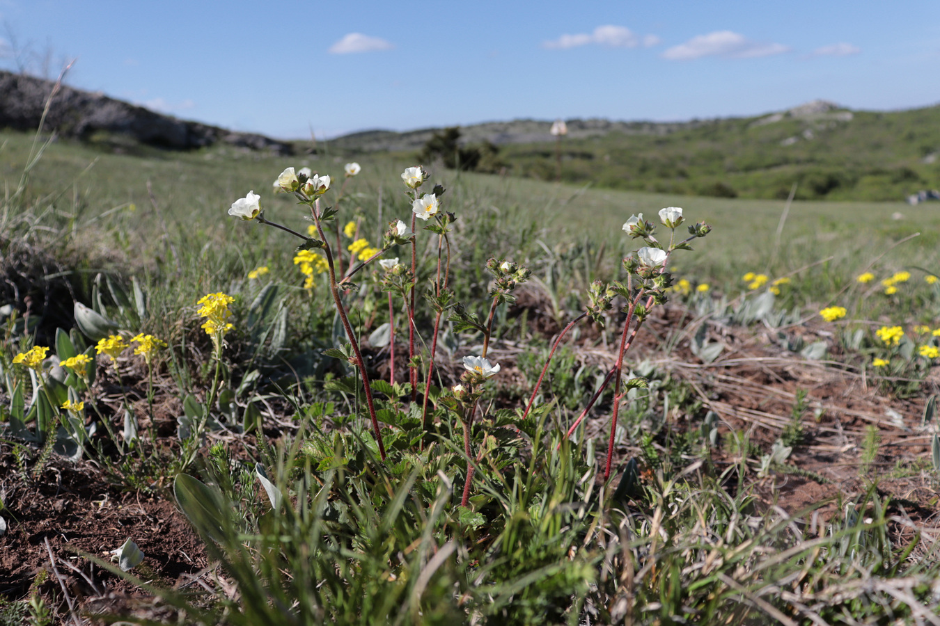 Image of Potentilla rupestris specimen.