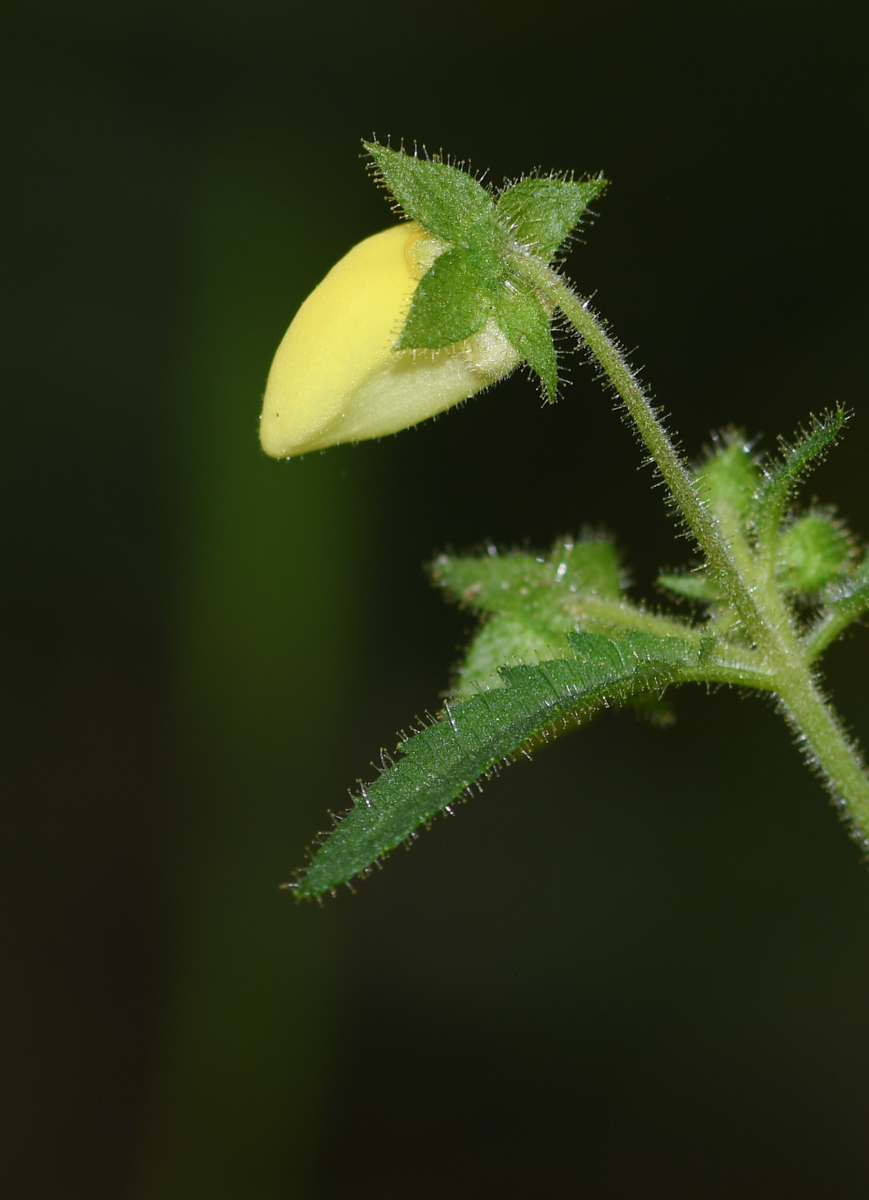 Изображение особи Calceolaria tripartita.