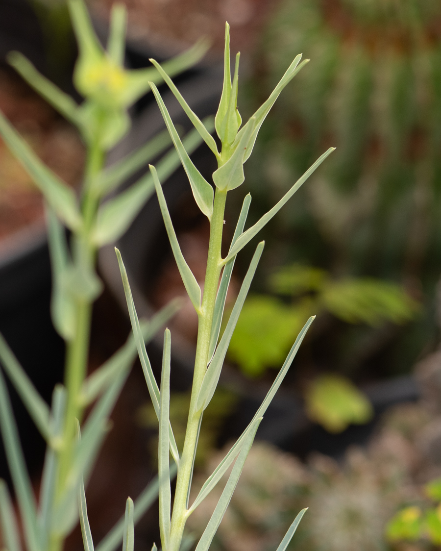 Изображение особи Euphorbia monteiroi.