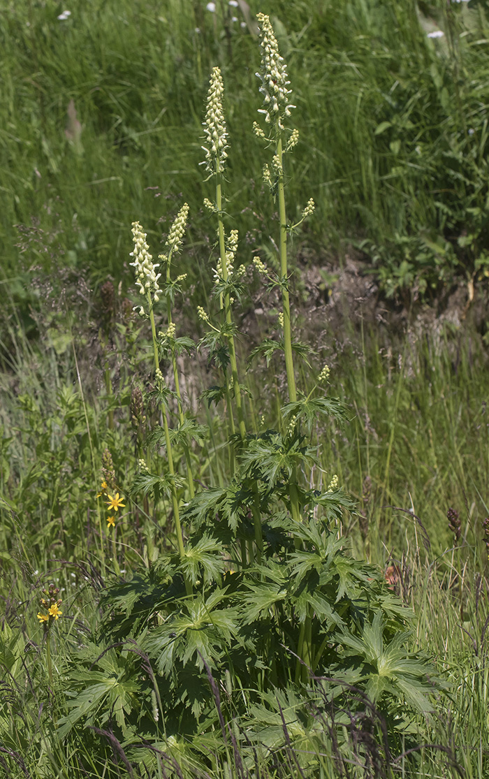 Изображение особи Aconitum orientale.