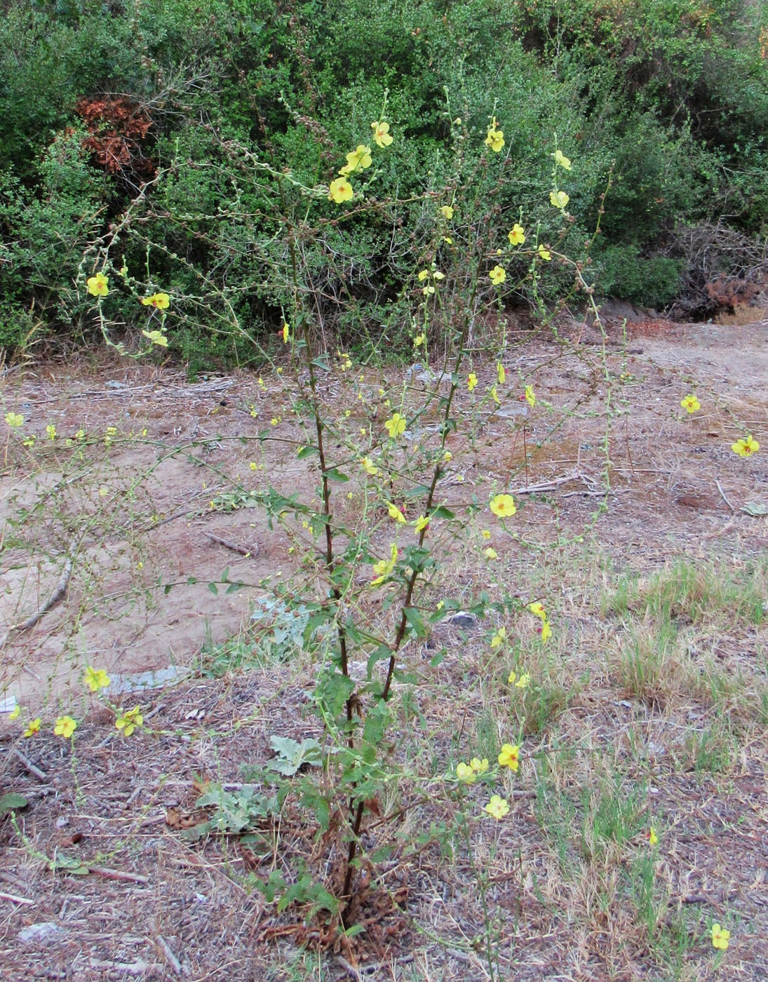 Image of Verbascum sinuatum specimen.