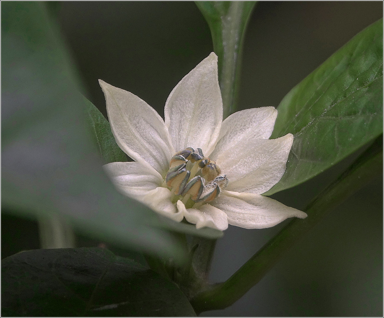 Image of Capsicum annuum specimen.