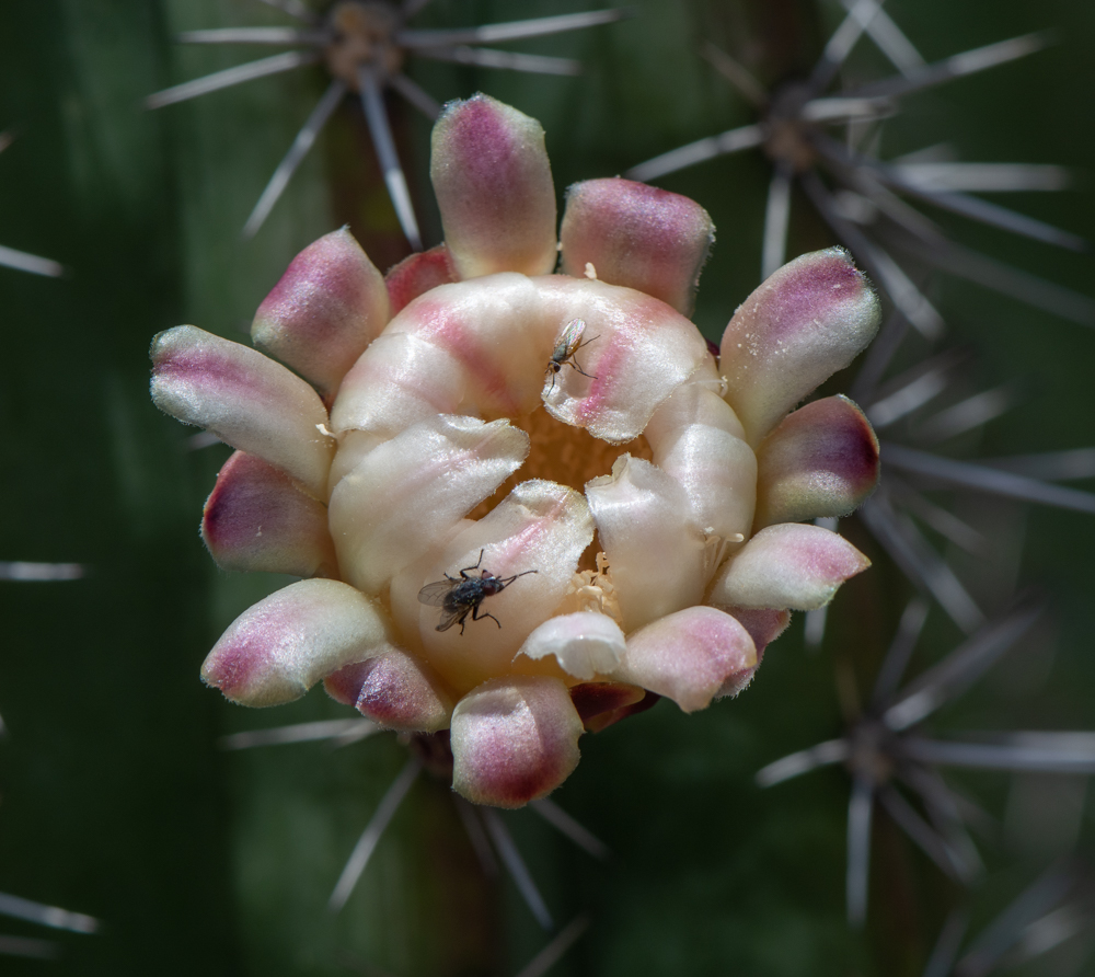 Изображение особи род Cereus.