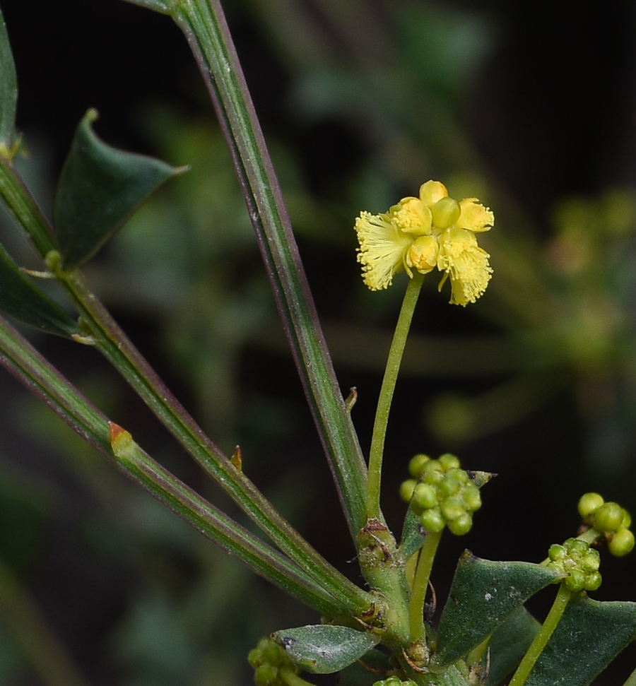 Изображение особи Acacia truncata.