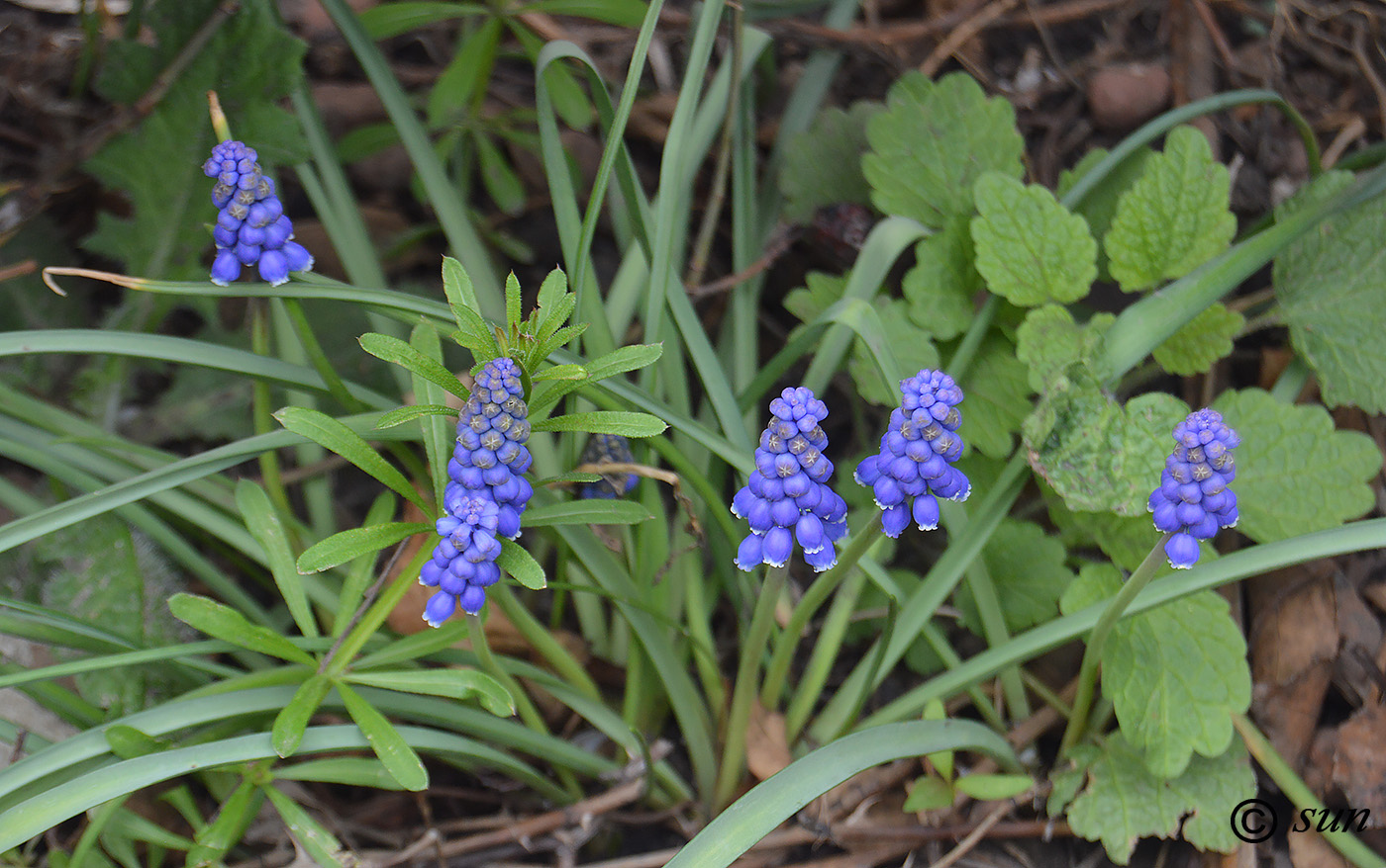 Изображение особи Muscari botryoides.