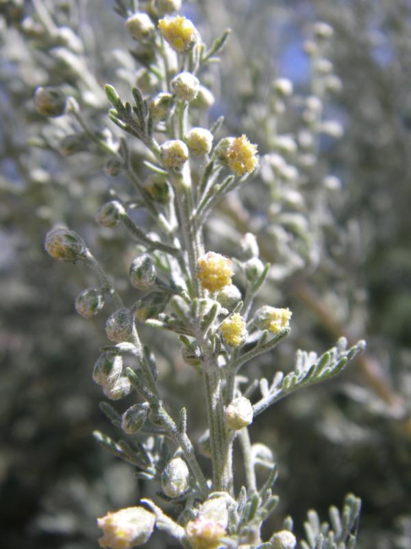 Изображение особи Artemisia aralensis.