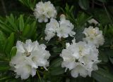 Rhododendron souliei