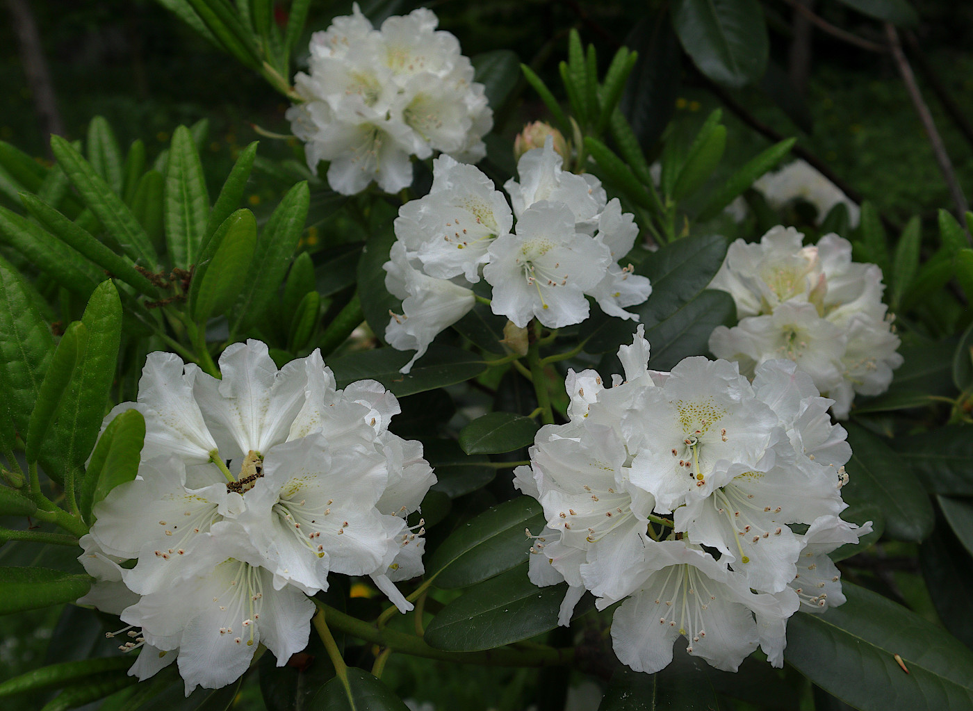 Изображение особи Rhododendron souliei.