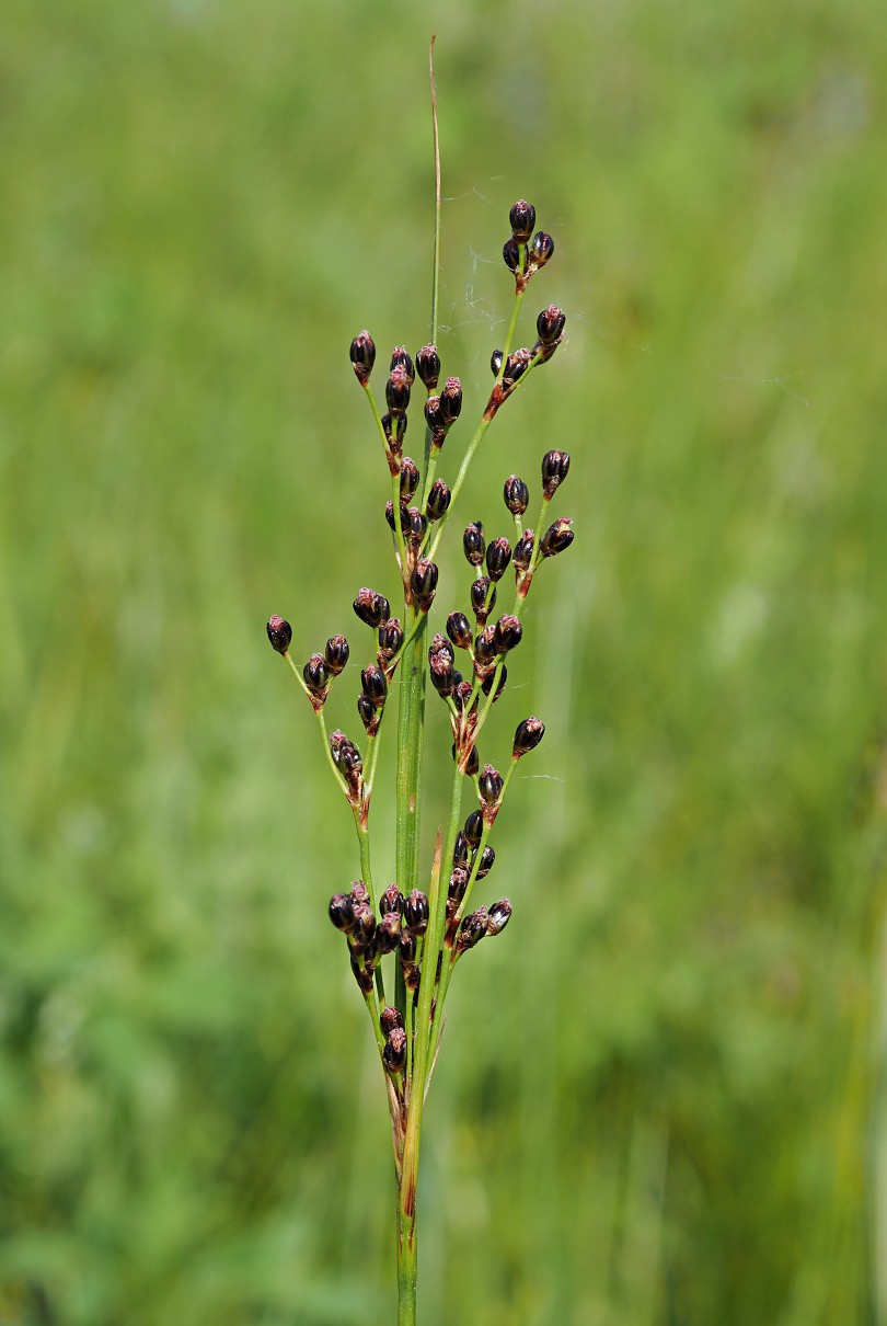 Image of Juncus gerardi specimen.