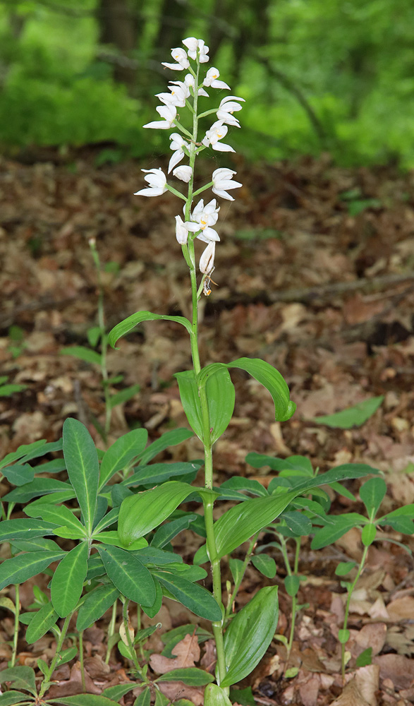 Image of Cephalanthera longifolia specimen.