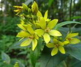 Lysimachia vulgaris